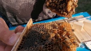 Цвет маток бакфаст