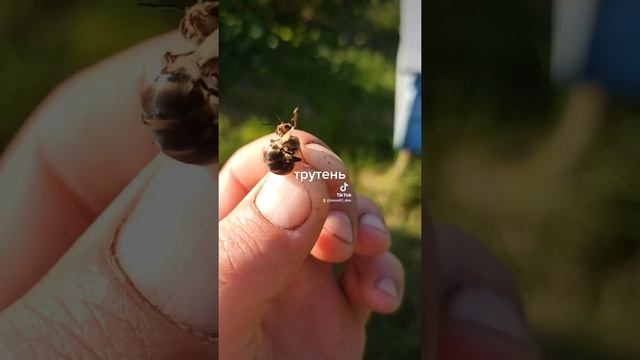 Пчёлы (трутень) смотреть онлайн