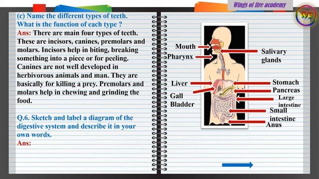 7th Class Science 12.The Muscular System And Digestive System In Human Beings - Q & A
