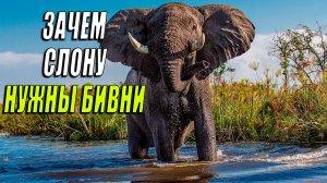 Зачем слонам бивни и как они ими пользуются