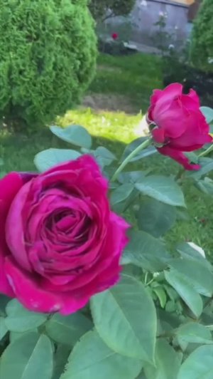 Розочка Alain Souchon (Ален Сушон)