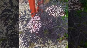 Бузина чёрная сорт ( Black Lays ).