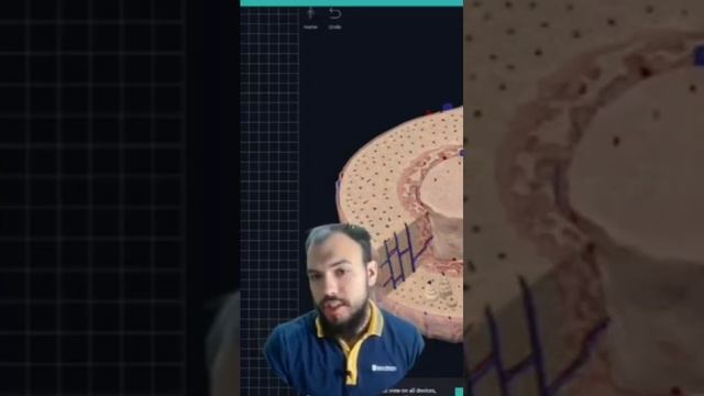 Как ломаються кости #anatomy #анатомия #биология #медицина смотреть онлайн