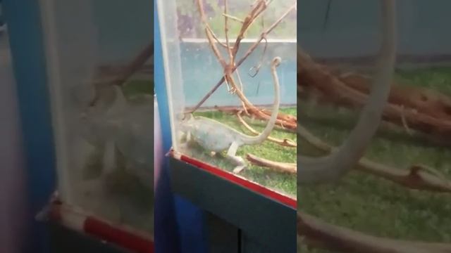 Кажется у них плохое зрение!? Хотя глаза крутятся на 180 градусов. смотреть онлайн