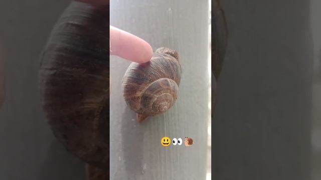 Улитка 🐌 #2023 #funny #смешно #улитка смотреть онлайн
