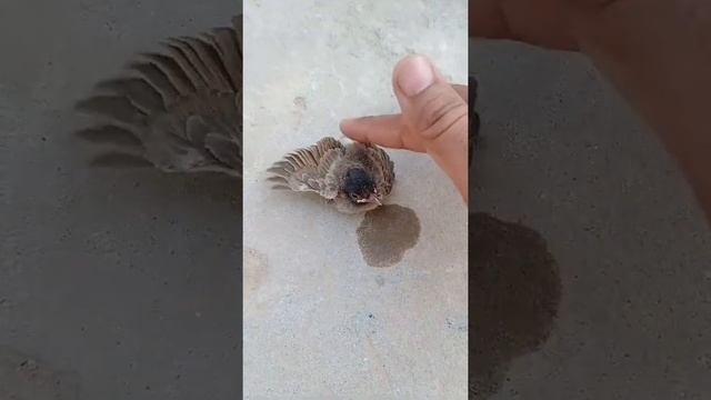 My love toward animals | Lovely nature смотреть онлайн