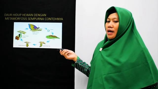 YAL - Tematik Kelas 5 "Daur Hidup Hewan" смотреть онлайн