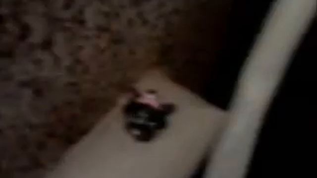 Squinkies. Жизнь Дины. Часть 1 урок сестры смотреть онлайн