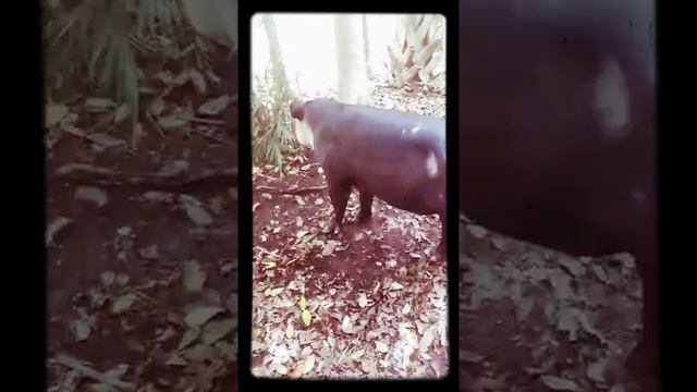 Un tapìr смотреть онлайн