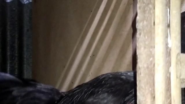 PAKAN PUR AYAM BANGKOK BIAR CEPAT BESAR