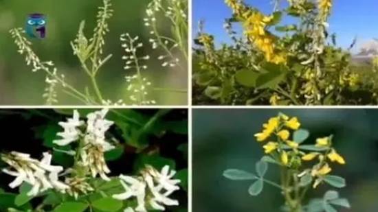 Донник (Буркун) смотреть онлайн