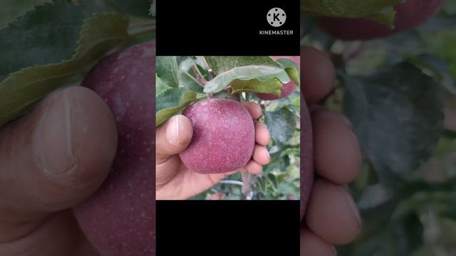 dark brown gala M9 rootstock Apple Himachal rootstock Apple смотреть онлайн