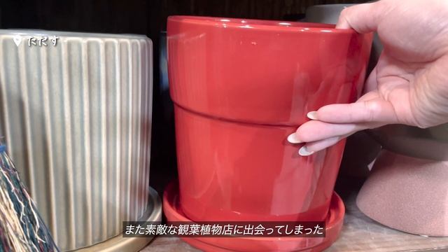 【vlog】毎日がお肉日和🐷お家焼肉、お家でモツ鍋、観葉植物店 ただす、人気京都イタリアン strada、東京出張、銀座巌流島のしゃぶしゃぶ、イプサ爆買い｜２０代を謳歌する京都生活 смотреть онлайн