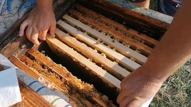 Пчёлы старлайн. Итог.