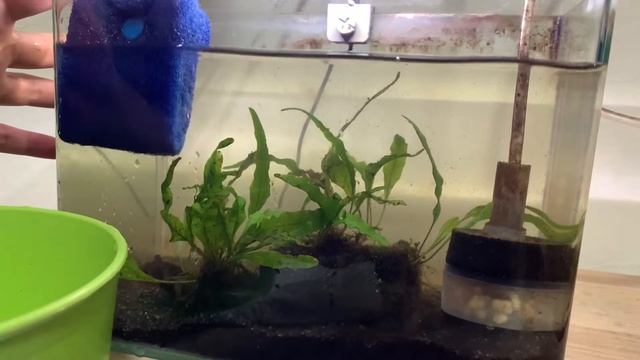 Anubias Algae on Leaves (Problem Solved!) смотреть онлайн