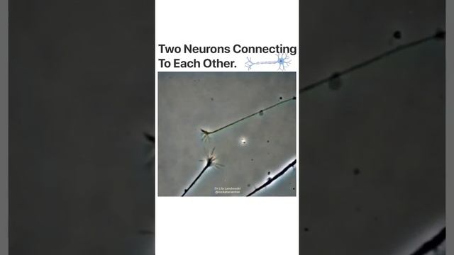 Neurons Connecting Each Other
