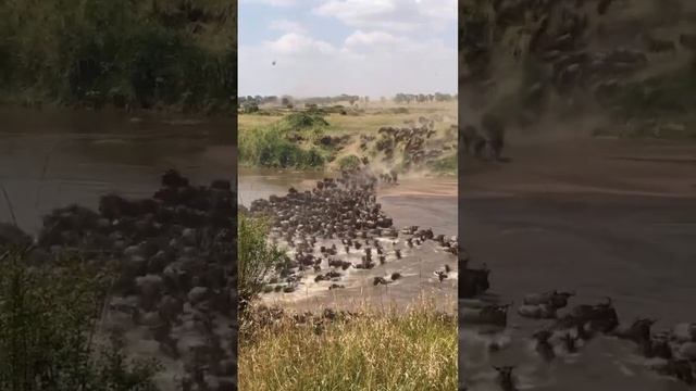 Don't miss out on the iconic Wildebeest migration in Tanzania's stunning Serengeti! 🦒 смотреть онлайн
