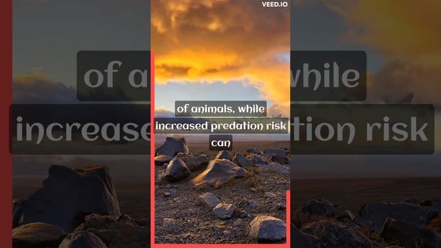 Have you ever wondered how the environment affects animals? смотреть онлайн