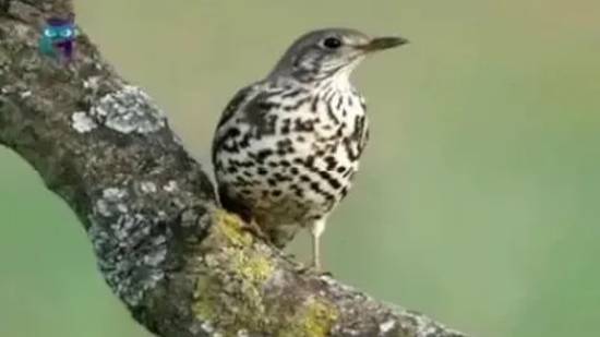 Деряба смотреть онлайн