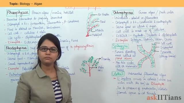 Kingdom Algae | Biology | Class 11 | NEET (AIPMT) | AIIMS | askIITians смотреть онлайн