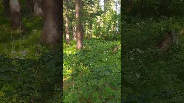 Лес Кедровый❤ ТОМСК2022 смотреть онлайн