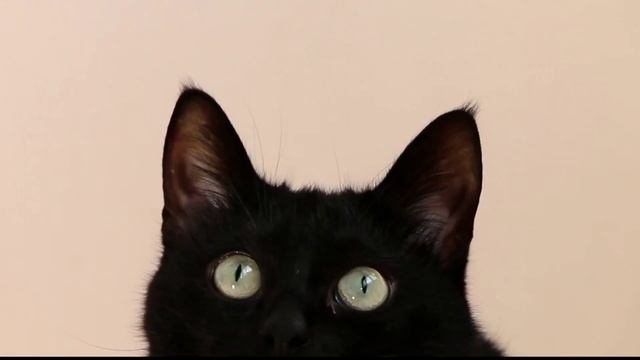 Включи этот звук свой кошке и посмотри на её реакцию! Звуки которые нравятся кошкам. Звук кошек. смотреть онлайн