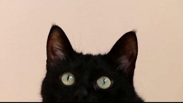 Включи этот звук свой кошке и посмотри на её реакцию! Звуки которые нравятся кошкам. Звук кошек.