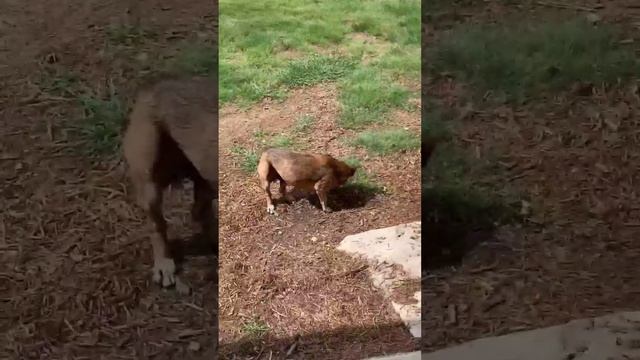 Burt Walking 7/26/24!