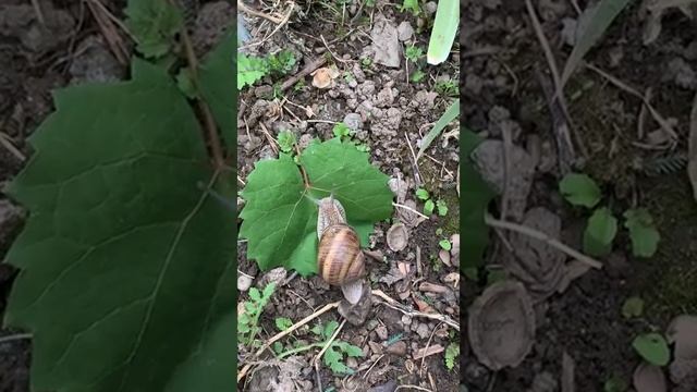 Yellow And Brown; The Snail Shell's Colors.