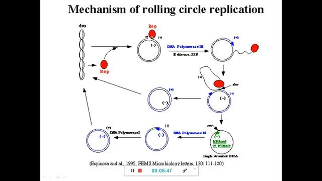 Rolling Circle Model Of DNA Replication