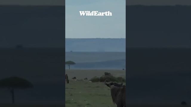 A Crazy Wildebeest!