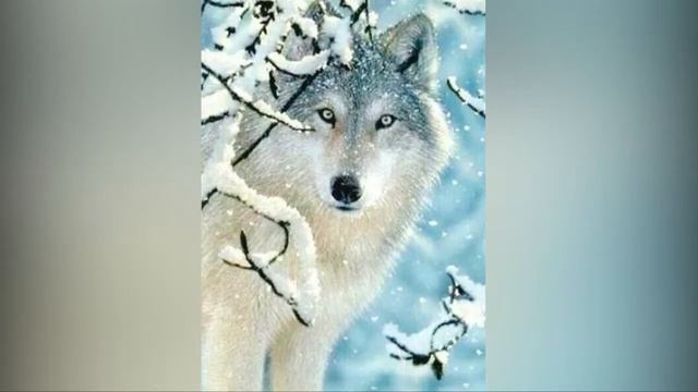 Werewolves of London -WOLVES смотреть онлайн