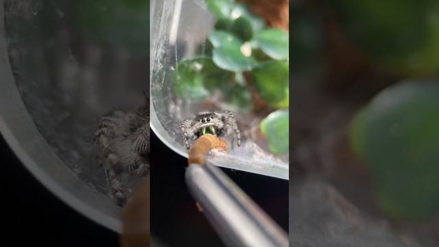 Marbled Purple Jumping Spider Catches Food - Phidippus Purpuratus