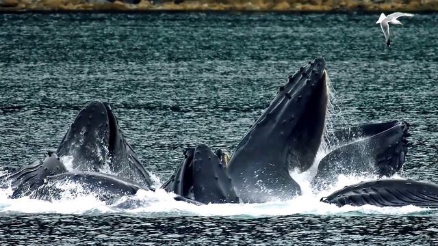 Whale Facts: 10 Facts About Humpback Whales