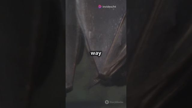 Why Do Bats Hang Upside Down
