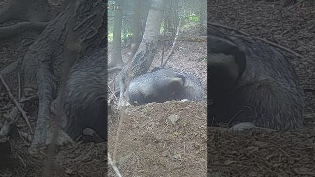 Scratching, Come Together🦡Царапающиеся барсуки объединяются🦡Badgers Of Bucovina @stelianbodnari
