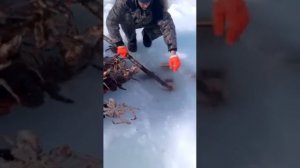 Не пропусти!! Мужик ловит КРАБОВ палкой
