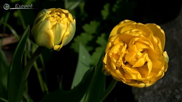 Яркие и свежие краски радуют глаз и восстанавливают образы. Исцеление и восстановление образов