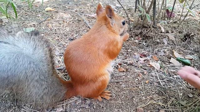 белка смотрит в камеру смотреть онлайн