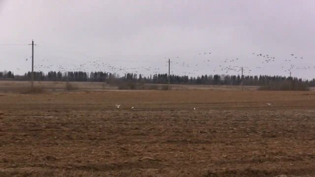 За гусями так за гусями смотреть онлайн