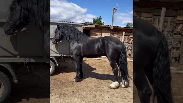 Продается 🔥Черный Бриллиант🔥 жеребец 5 лет рост 180 см❗️Екатеринбург❗️89326042463Watsapp ❗️