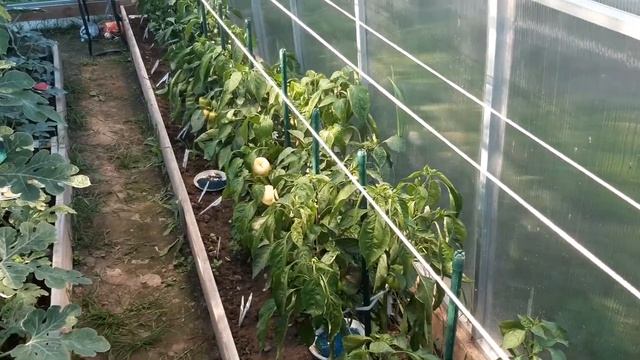 29 июня, арбузы с пакетиками от производителей. Одолела тля на перце, прошу совета смотреть онлайн