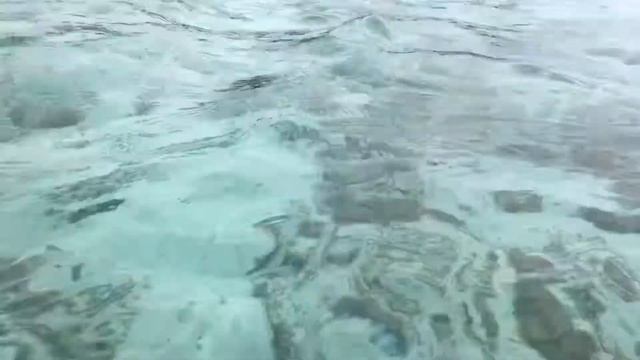 Shark and Stingray snorkel Bora Bora смотреть онлайн