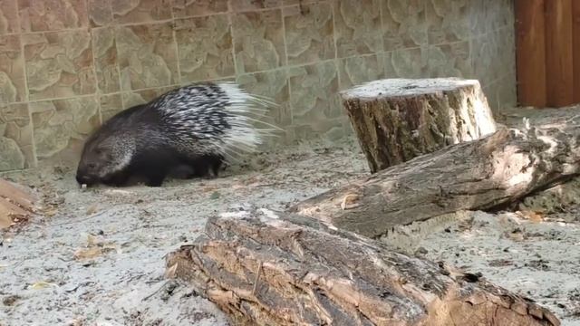 дикобраз на прогулке #ростовскийзоопарк #животныезоопарка #зоопарк #animals смотреть онлайн