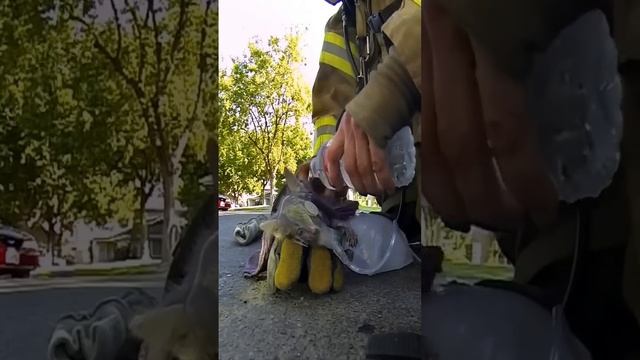 3 Animales Que Pidieron Ayuda Y Fueron Rescatados Parte 2
