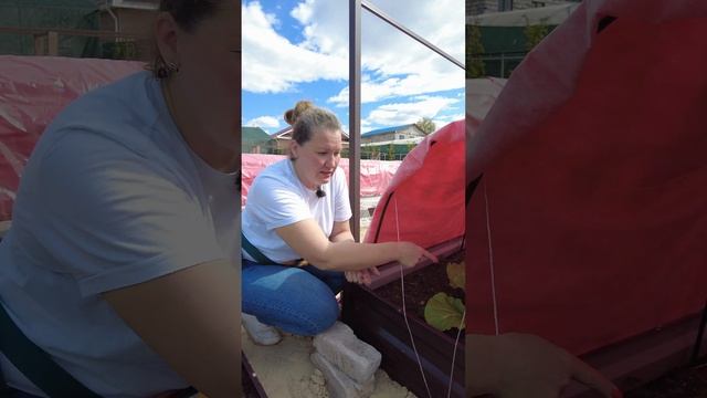 ПОЯВИЛАСЬ КРЕСТОЦВЕТНАЯ БЛОШКА НА КАПУСТЕ, СПАСАЕМ ГОРЧИЦЕЙ  #дача #сад #огород