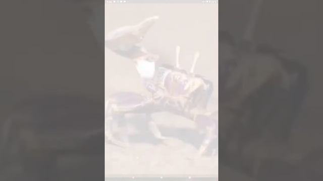 Университетный бархат