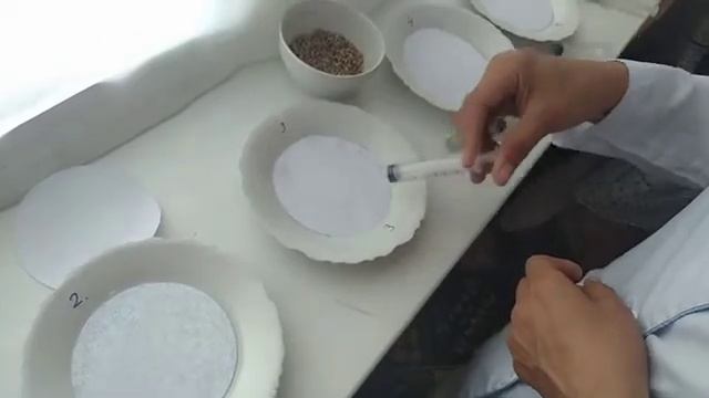 Mavzu: Laboratoriya Ishi-7 O'simliklarning O'sishiga Fitogarmoblarnibg Ta'siri.