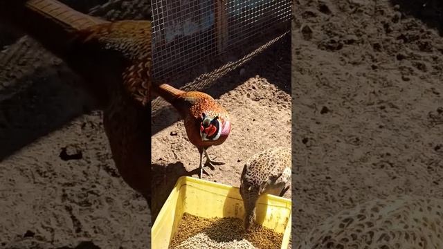 Завтрак фазана #фазаны #охотничьи_фазаны смотреть онлайн