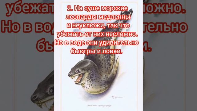 Морской Леопард. Интересные факты.